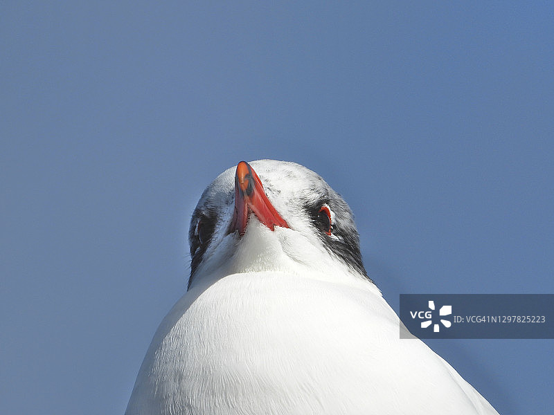 地中海鸥（Larus melanocephalus）图片素材