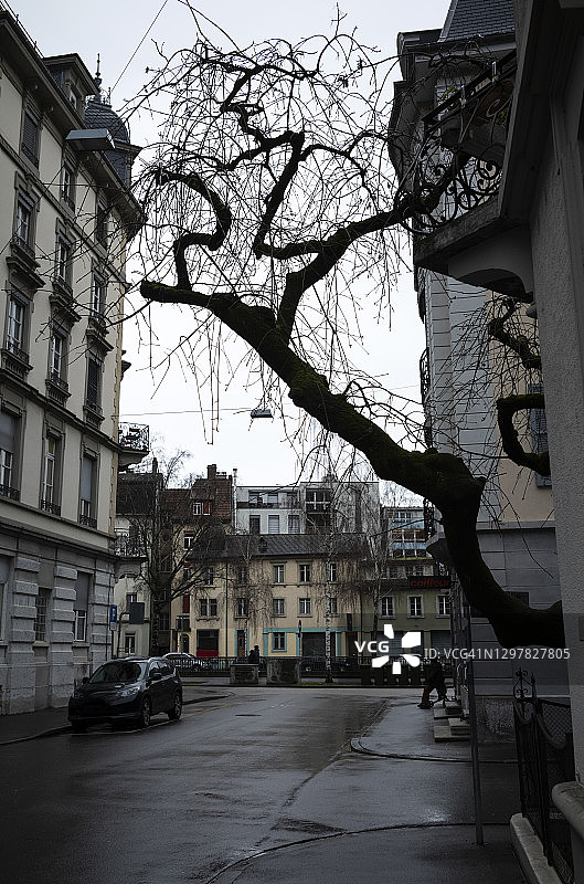 比尔市中心街道的树枝图片素材