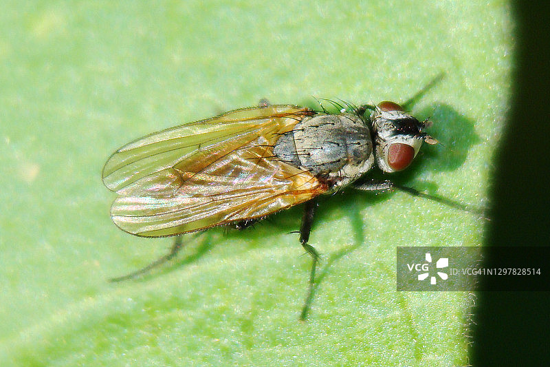 甘蓝根蝇图片素材