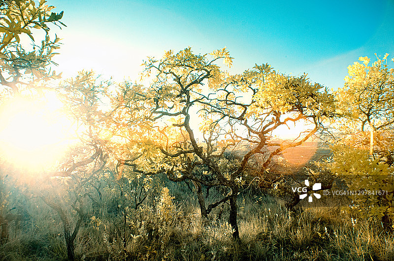 巴西塞拉多的淡黄红外摄影肖像图片素材