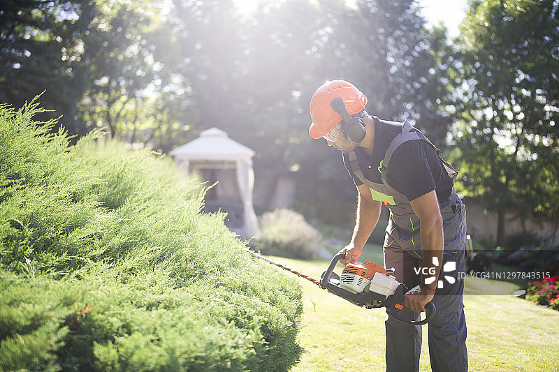 专业园丁使用电锯修剪花园绿篱图片素材
