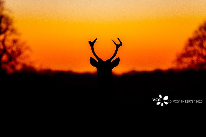 日落时的鹿剪影图片素材