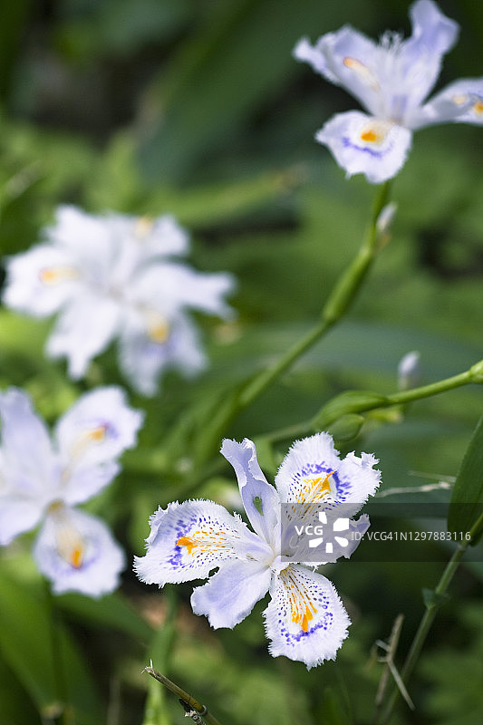 鸢尾花图片素材