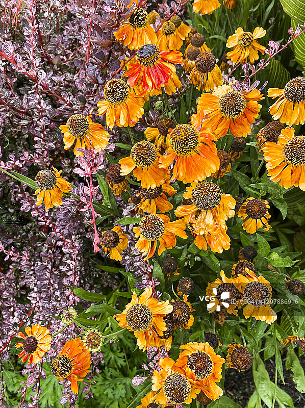 正式花园中生长的豚草图片素材