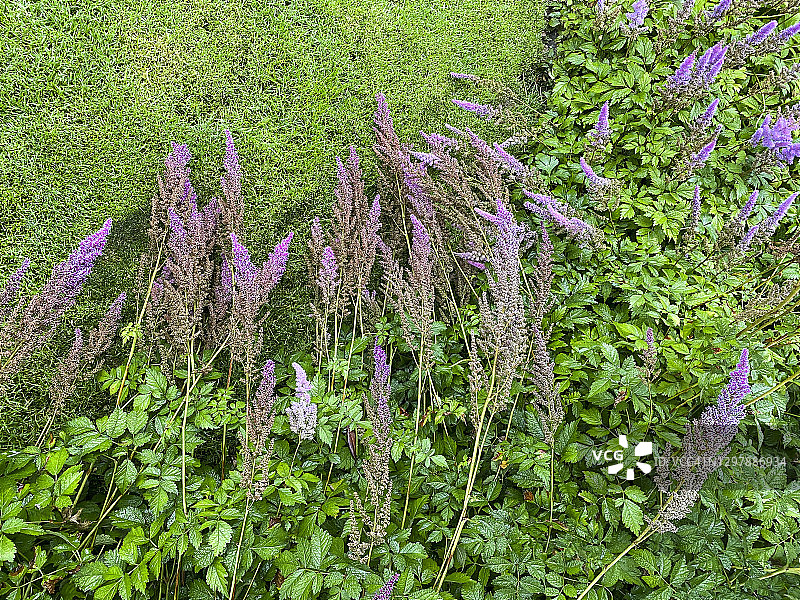 修剪整齐花园中的中国落新妇图片素材