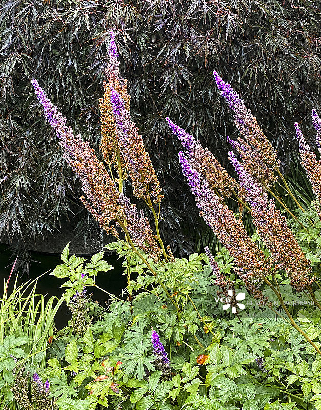 正规花园中的“假”山羊胡子图片素材