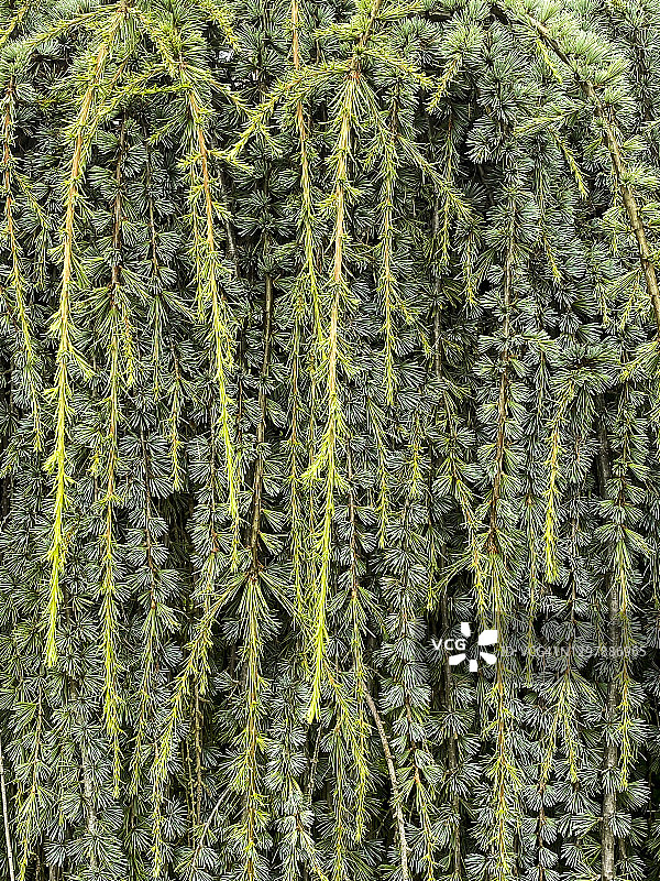 落叶松特写图片素材