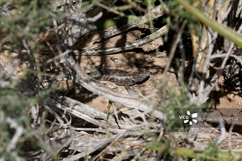 躲在灌木丛中的黄背多刺蜥蜴图片素材