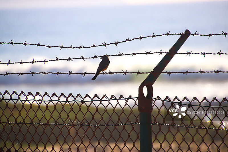 海滩上的带刺铁丝网图片素材