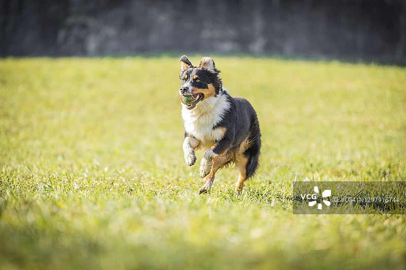 澳大利亚牧羊犬在意大利莱科玩耍图片素材