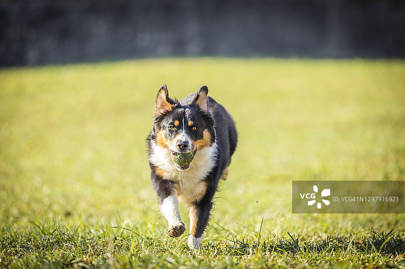 在意大利伦巴第莱科奔跑的澳大利亚牧羊犬，嘴里叼着一个小球图片素材