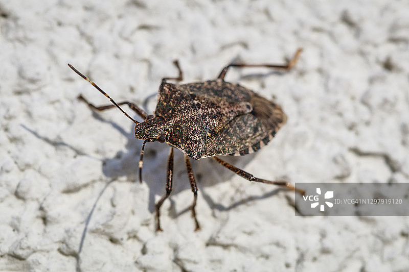 房屋白色灰泥上的棕色椿象，Halyomorpha halys图片素材