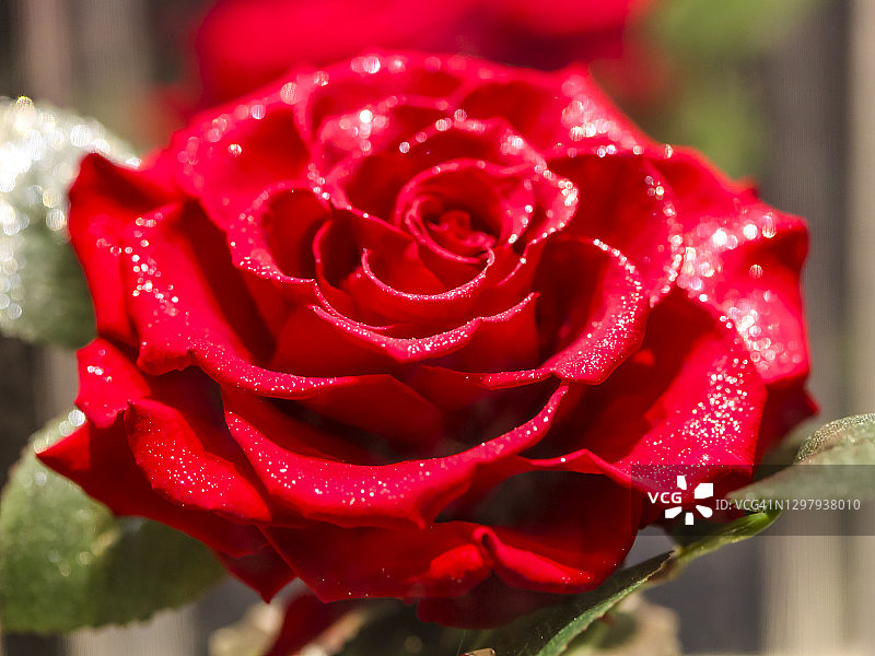 人造红玫瑰图片素材