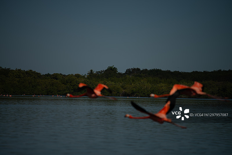 西恩富戈斯瓜纳罗卡泻湖中的火烈鸟图片素材