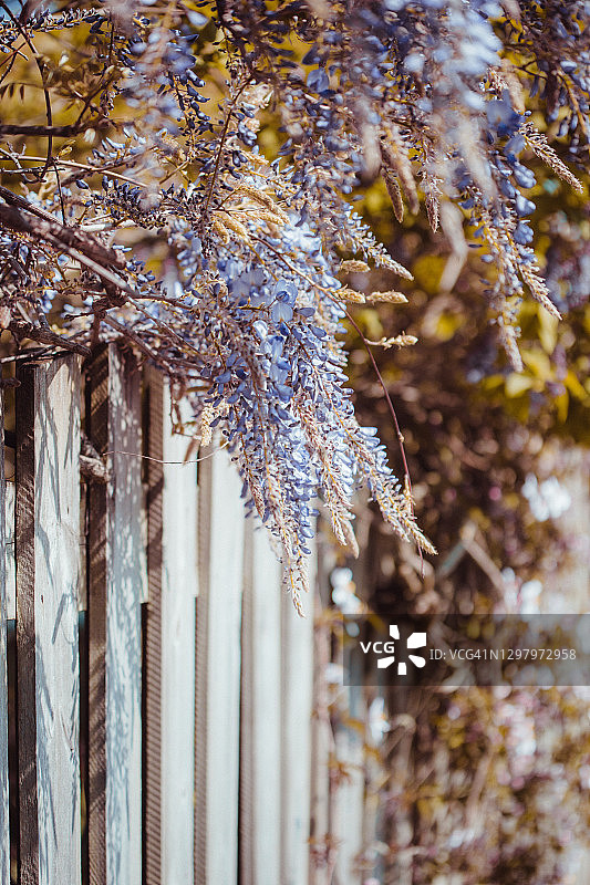 带有紫藤花的围栏图片素材