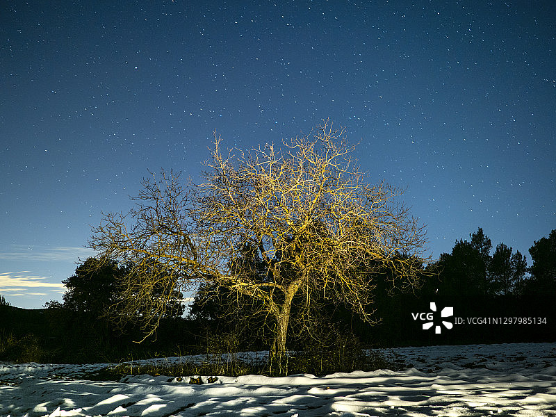 星空下的雪地和孤独的核桃树图片素材