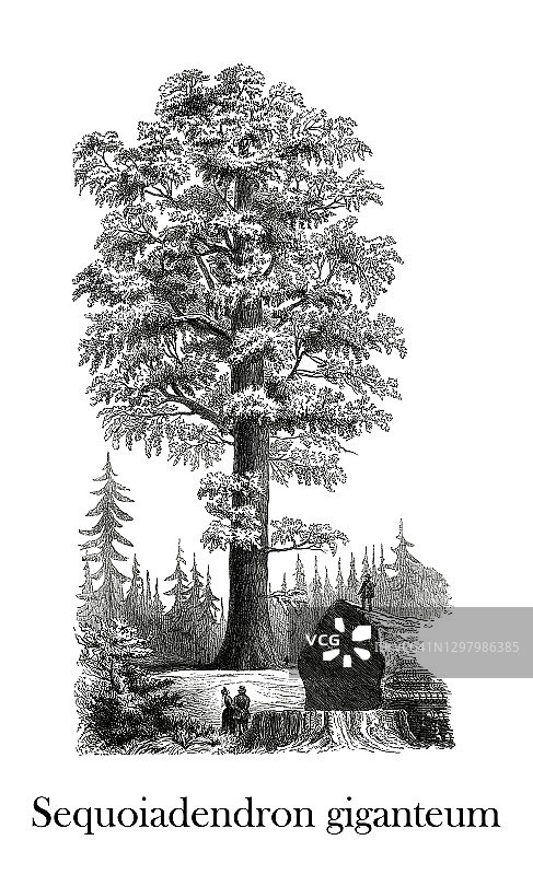 巨杉古版画插图图片素材