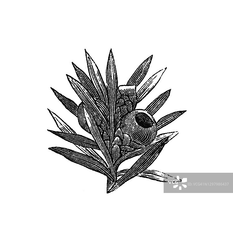 英国红豆杉古董雕刻插图图片素材