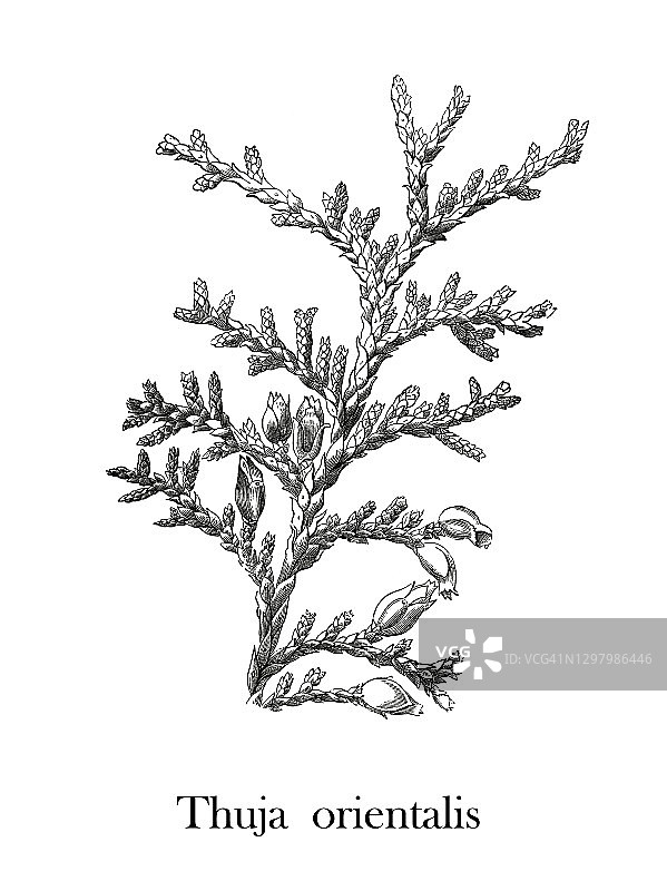 老式雕刻植物插图：侧柏图片素材