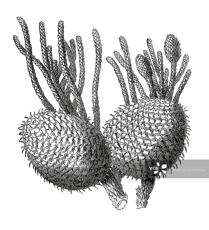 珊瑚礁南洋杉老式雕刻插图图片素材