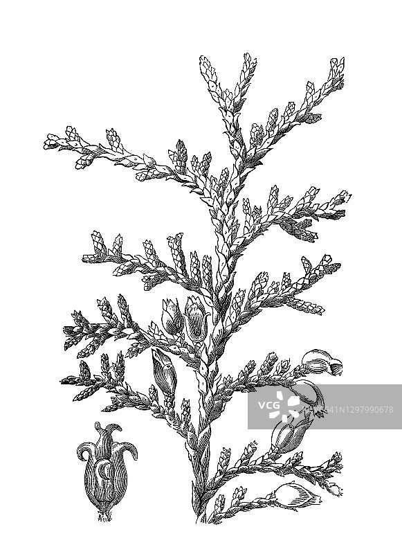 老式雕刻植物插图：侧柏图片素材