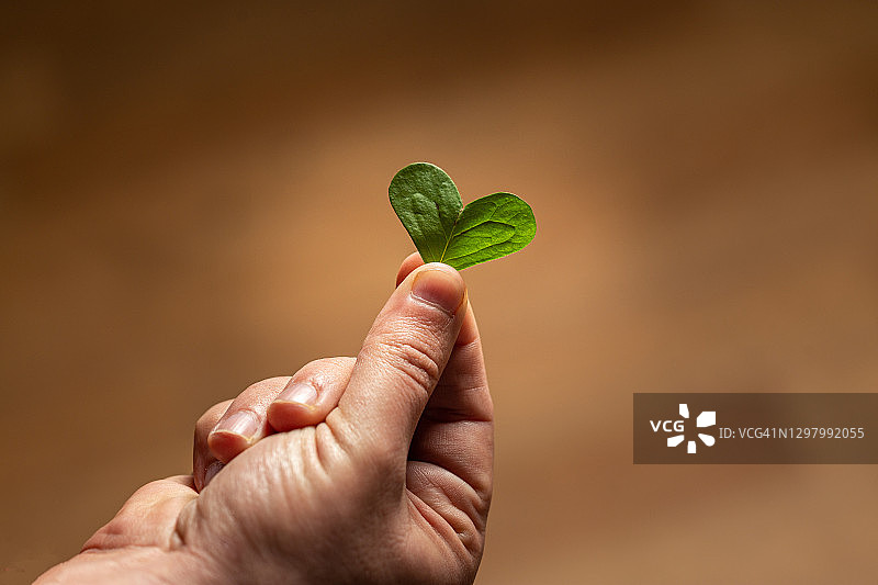 手持心形树叶图片素材