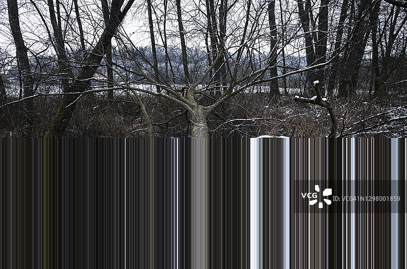 倒在瑞士哈格内克河畔的树木图片素材