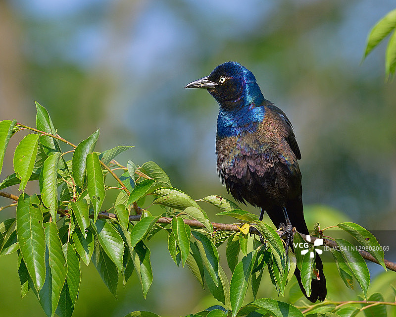 船尾拟八哥图片素材