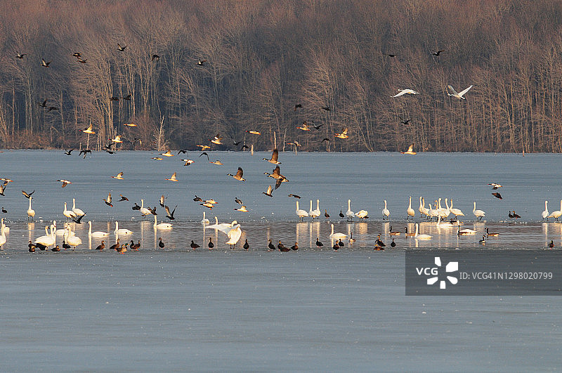 一群水禽鸭、鹅和天鹅在冰冻的湖面上图片素材