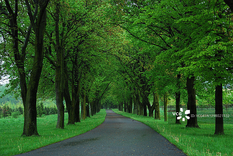 春天绿树成荫的乡间小路图片素材