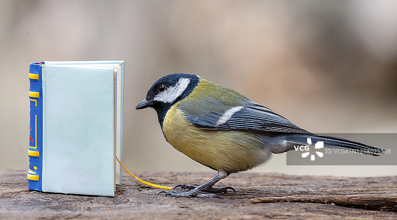 聪明的山雀在读书图片素材
