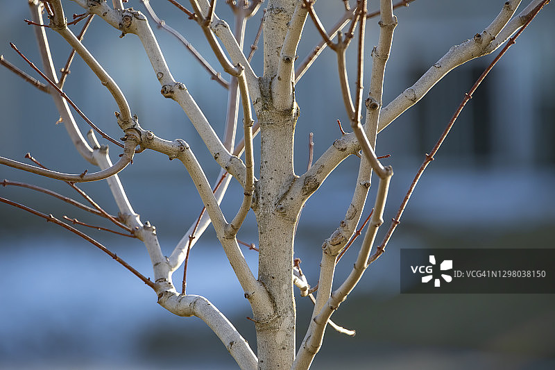 分支机构图片素材