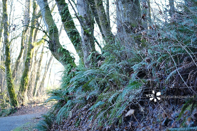 风景优美的公园图片素材