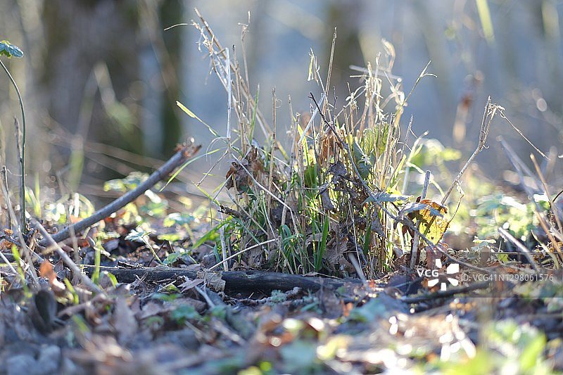 风景优美的公园图片素材