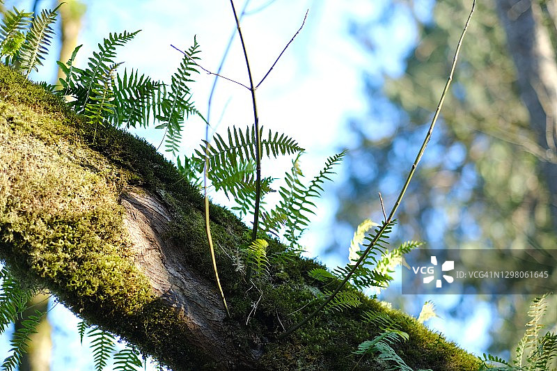 风景优美的公园图片素材