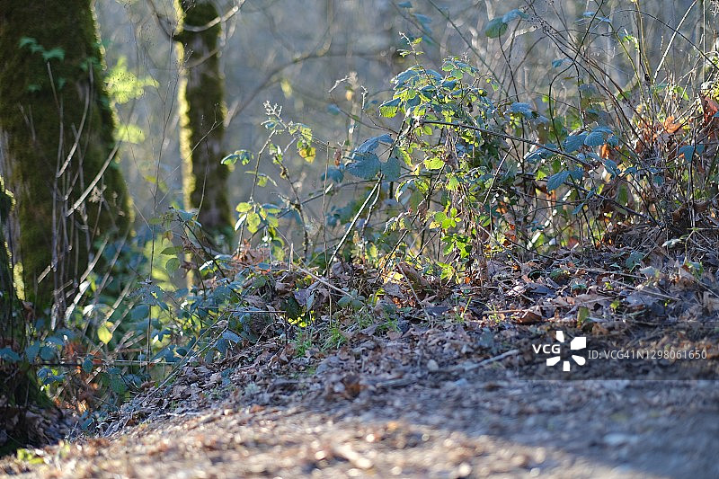 风景优美的公园图片素材