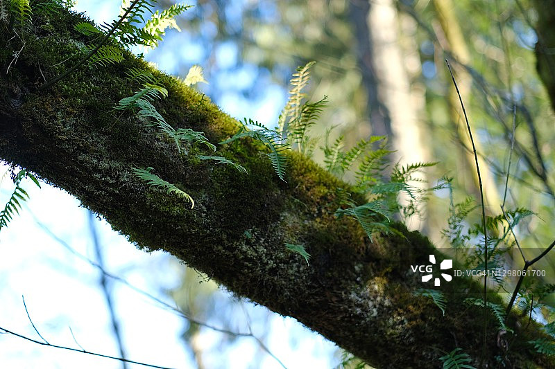 风景优美的公园图片素材