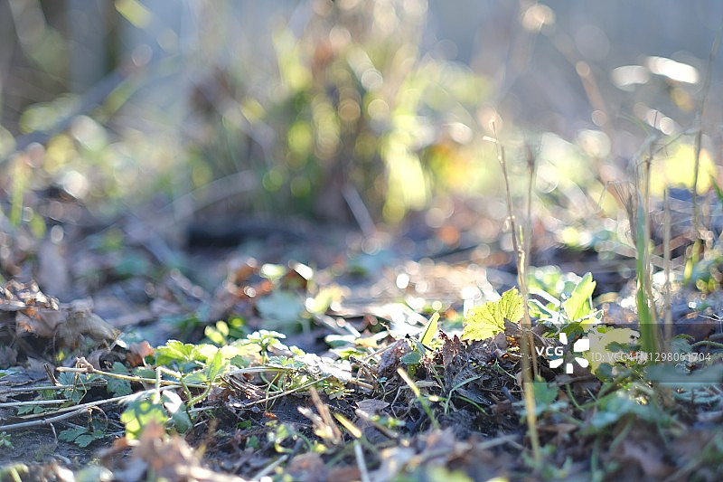 风景优美的公园图片素材