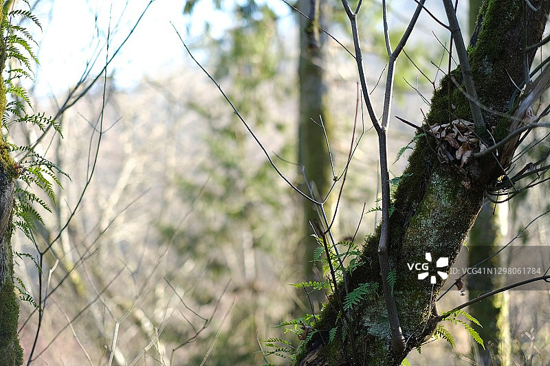 风景优美的公园图片素材