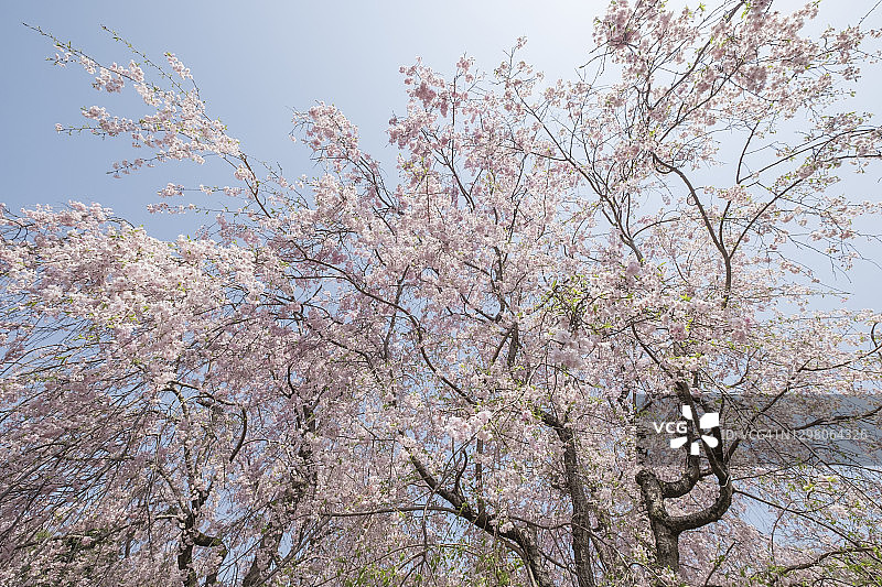 垂枝樱花树图片素材