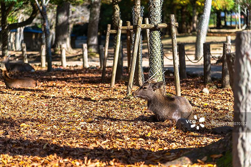 奈良，日本，树下休息的鹿群图片素材