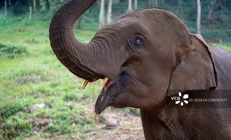 抬起象鼻的大象肖像图片素材