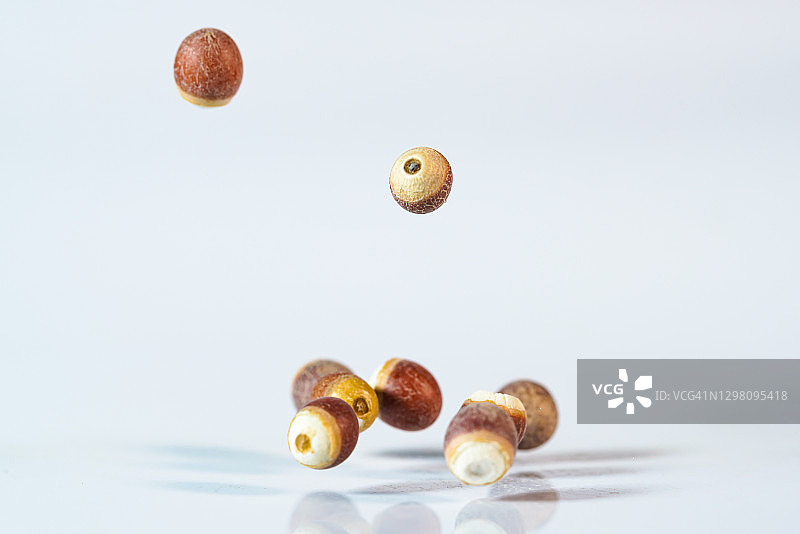 白色背景中飞舞的芡实种子图片素材
