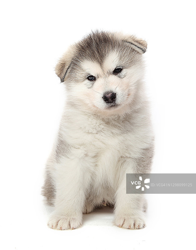 阿拉斯加马拉穆特幼犬图片素材