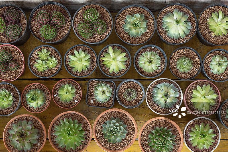 龙舌兰仙人掌抽象自然图案背景图片素材