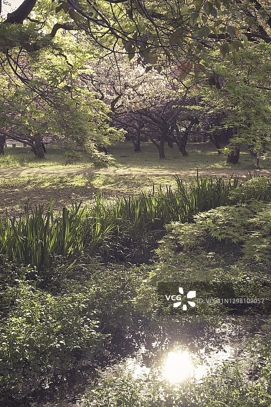 京都御苑景观图片素材