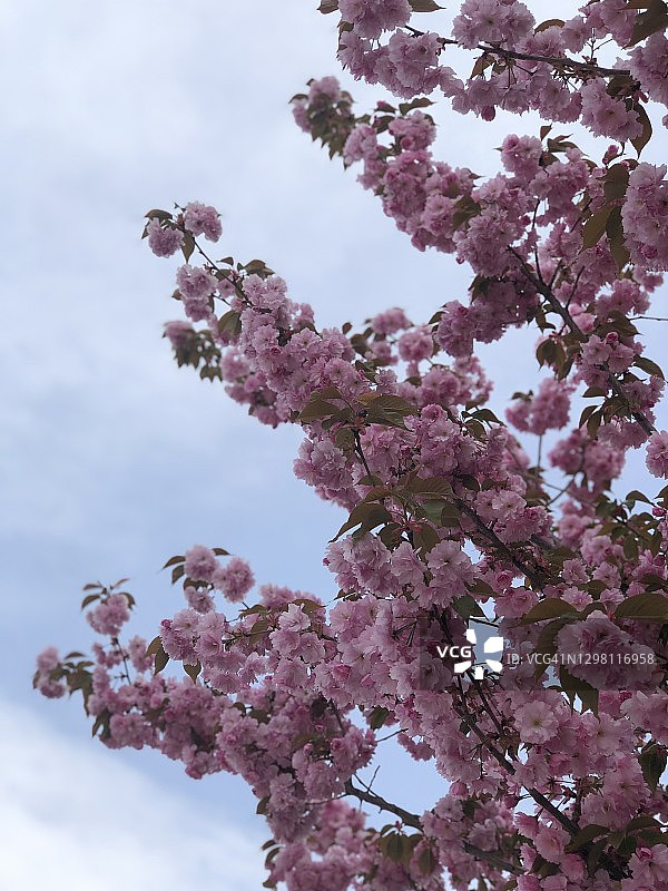 春季鲜花盛开的树木图片素材
