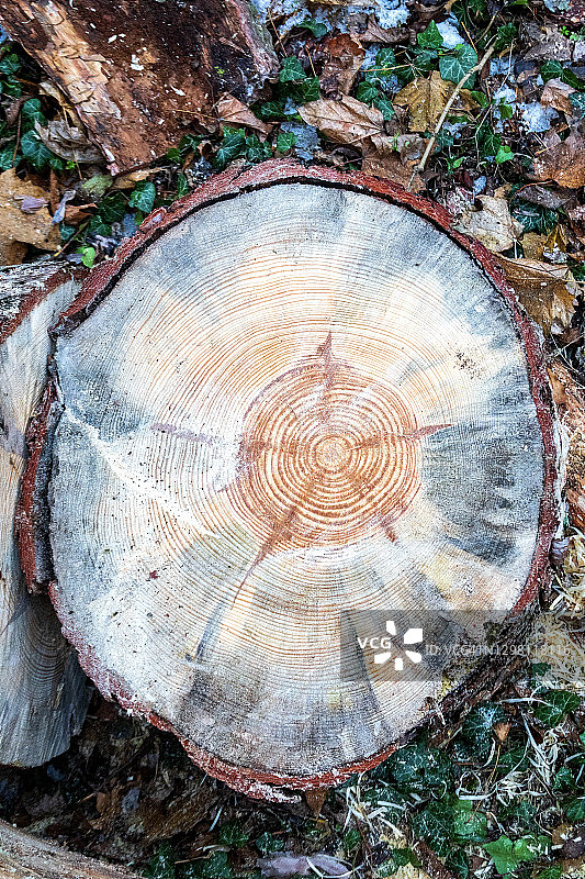 森林里的树桩上的年轮图案图片素材