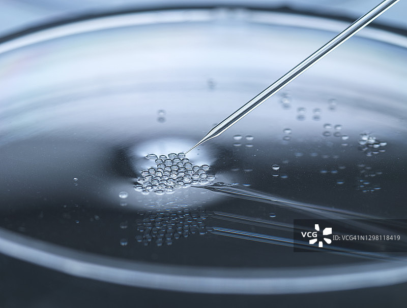 用于克隆和基因改造的胚胎干细胞核移植图片素材