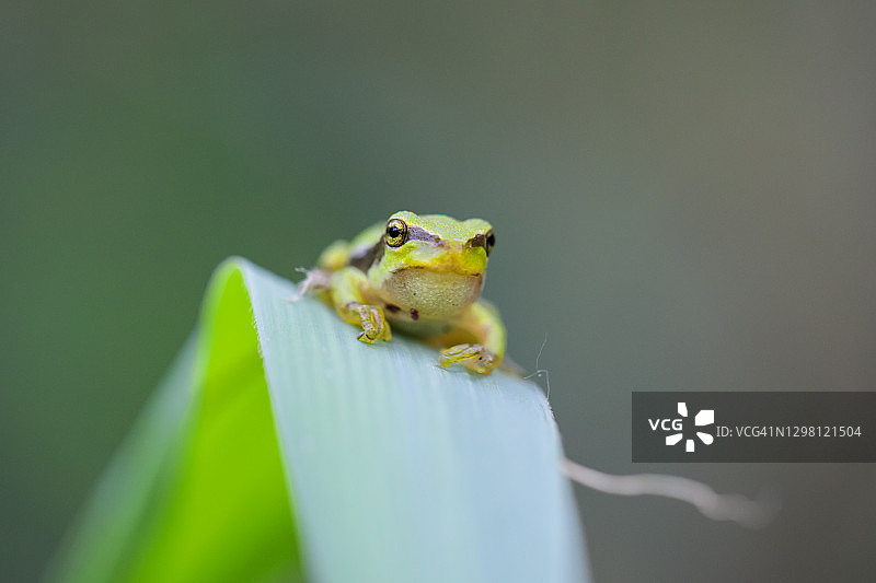 欧洲树蛙图片素材